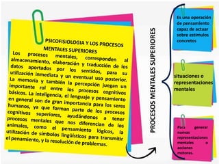 PROCESOSMENTALESSUPERIORES
Es una operación
de pensamiento
capaz de actuar
sobre estímulos
concretos
situaciones o
representaciones
mentales
Para generar
nuevas
representaciones
mentales o
acciones
motoras.
 