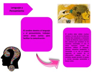 El cerebro domina el lenguaje
y el pensamiento, trabajan
varias áreas juntas para
facilitar la comunicación.
Lenguaje y
Pensamiento
El cerebro debe validar muchas
señales a la sola vez de las diversas
fuentes (los receptores y memoria)
a través de diversos neuro-caminos
(los caminos que consisten en las
neuronas conectadas el uno al
otro). Funciona cuando las
personas utilizan el lenguaje,
piensan, resuelven problemas o
recuerdan. A su vez el cerebro
supervisa el control de la
información captada por los
sentidos; puede permitir el acceso
a ciertos mensajes sensoriales y
buscar otros.
 