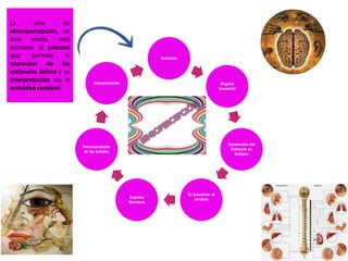 Estimulo
Órgano
Sensorial
Conversión del
Estimulo en
Señales
Se trasmiten al
cerebroImpulso
Nervioso
Procesamiento
de las Señales
Interpretación
La idea de
sensopercepción, de
este modo, está
asociada al proceso
que permite la
captación de los
estímulos físicos y su
interpretación vía la
actividad cerebral.
 