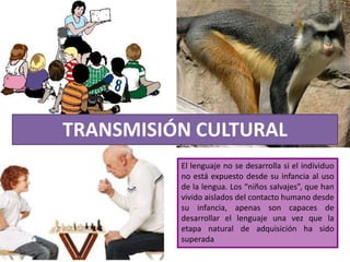 TRANSMISIÓN CULTURAL
          El lenguaje no se desarrolla si el individuo
          no está expuesto desde su infancia al uso
          de la lengua. Los “niños salvajes”, que han
          vivido aislados del contacto humano desde
          su infancia, apenas son capaces de
          desarrollar el lenguaje una vez que la
          etapa natural de adquisición ha sido
          superada
 