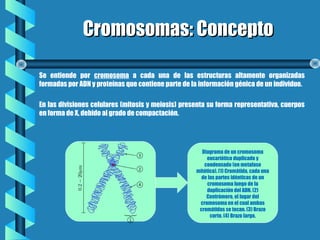 Cromosomas: ConceptoCromosomas: Concepto
Se entiende por cromosoma a cada una de las estructuras altamente organizadas
formadas por ADN y proteínas que contiene parte de la información génica de un individuo.  
En las divisiones celulares (mitosis y meiosis) presenta su forma representativa, cuerpos
en forma de X, debido al grado de compactación. 
Diagrama de un cromosoma
eucariótico duplicado y
condensado (en metafase
mitótica). (1) Cromátida, cada una
de las partes idénticas de un
cromosoma luego de la
duplicación del ADN. (2)
Centrómero, el lugar del
cromosoma en el cual ambas
cromátidas se tocan. (3) Brazo
corto. (4) Brazo largo.
 
