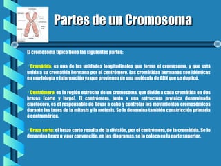 Partes de un CromosomaPartes de un Cromosoma
El cromosoma típico tiene las siguientes partes:
Cromátida: es una de las unidades longitudinales que forma el cromosoma, y que está
unida a su cromátida hermana por el centrómero. Las cromátidas hermanas son idénticas
en morfología e información ya que provienen de una molécula de ADN que se duplicó.
Centrómero: es la región estrecha de un cromosoma, que divide a cada cromátida en dos
brazos (corto y largo). El centrómero, junto a una estructura proteica denominada
cinetocoro, es el responsable de llevar a cabo y controlar los movimientos cromosómicos
durante las fases de la mitosis y la meiosis. Se lo denomina también constricción primaria
ó centromérica.
Brazo corto: el brazo corto resulta de la división, por el centrómero, de la cromátida. Se lo
denomina brazo q y por convención, en los diagramas, se lo coloca en la parte superior.
 