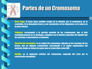 Partes de un CromosomaPartes de un Cromosoma
 Brazo largo: el brazo largo también resulta de la división, por el centrómero, de la
cromátida. Se lo denomina brazo p y por convención, en los diagramas, se lo coloca en
la parte inferior.
 Telómero: corresponde a la porción terminal de los cromosomas, que si bien
morfológicamente no se distingue, cumpliría con la función específica de impedir que
los extremos cromosómicos se fusionen.
 Constricción secundaria: es la región del cromosoma, ubicada en los extremos de los
brazos, que en algunos cromosomas corresponde a la región organizadora del
nucleolo, donde se sitúan los genes que se transcriben como ARN.
 Satélite: es el segmento esférico del cromosoma, separado del resto por la
constricción secundaria.
 