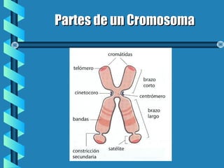 Partes de un CromosomaPartes de un Cromosoma
 