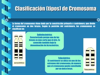 Clasificación (tipos) de CromosomaClasificación (tipos) de Cromosoma
La forma del cromosoma viene dada por la constricción primaria o centrómero, que divide
al cromosoma en dos brazos. Según la posición del centrómero, los cromosomas se
clasifican en:
Subtelocéntrico:
Caracterizado porque uno de los
brazos es mas corto que el otro. Es
conocido también bajo la
denominación de Acrocéntrico.
Telocéntrico:
El centrómero se ubica en uno de los
extremos del cromosoma, de manera
que el cromosoma queda constituido
por un único brazo.
 