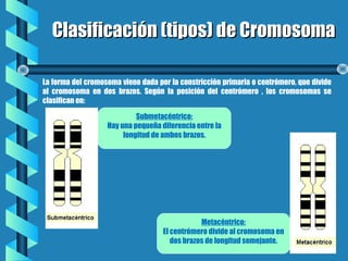 Clasificación (tipos) de CromosomaClasificación (tipos) de Cromosoma
La forma del cromosoma viene dada por la constricción primaria o centrómero, que divide
al cromosoma en dos brazos. Según la posición del centrómero , los cromosomas se
clasifican en:
Submetacéntrico:
Hay una pequeña diferencia entre la
longitud de ambos brazos.
Metacéntrico:
El centrómero divide al cromosoma en
dos brazos de longitud semejante.
 