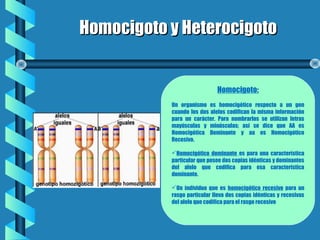 Homocigoto y HeterocigotoHomocigoto y Heterocigoto
Homocigoto:
Un organismo es homocigótico respecto a un gen
cuando los dos alelos codifican la misma información
para un carácter. Para nombrarlos se utilizan letras
mayúsculas y minúsculas; así se dice que AA es
Homocigótica Dominante y aa es Homocigótico
Recesivo.
Homocigótico dominante es para una característica
particular que posee dos copias idénticas y dominantes
del alelo que codifica para esa característica
dominante.
Un individuo que es homocigótico recesivo para un
rasgo particular lleva dos copias idénticas y recesivas
del alelo que codifica para el rasgo recesivo
 