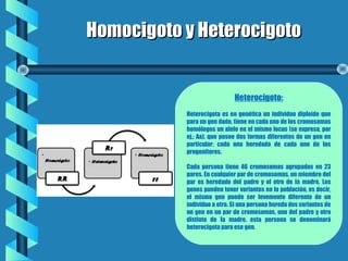Homocigoto y HeterocigotoHomocigoto y Heterocigoto
Heterocigoto:
Heterocigota es en genética un individuo diploide que
para un gen dado, tiene en cada uno de los cromosomas
homólogos un alelo en el mismo locus (se expresa, por
ej.: Aa), que posee dos formas diferentes de un gen en
particular; cada una heredada de cada uno de los
progenitores.
Cada persona tiene 46 cromosomas agrupados en 23
pares. En cualquier par de cromosomas, un miembro del
par es heredado del padre y el otro de la madre. Los
genes pueden tener variantes en la población, es decir,
el mismo gen puede ser levemente diferente de un
individuo a otro. Si una persona hereda dos variantes de
un gen en un par de cromosomas, uno del padre y otro
distinto de la madre, esta persona se denominará
heterocigota para ese gen.
 