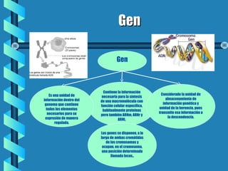 GenGen
Gen
Contiene la información
necesaria para la síntesis
de una macromolécula con
función celular específica,
habitualmente proteínas
pero también ARNm, ARNr y
ARNt.
Es una unidad de
información dentro del
genoma que contiene
todos los elementos
necesarios para su
expresión de manera
regulada.
Considerado la unidad de
almacenamiento de
información genética y
unidad de la herencia, pues
transmite esa información a
la descendencia.
Los genes se disponen, a lo
largo de ambas cromátidas
de los cromosomas y
ocupan, en el cromosoma,
una posición determinada
llamada locus..
 