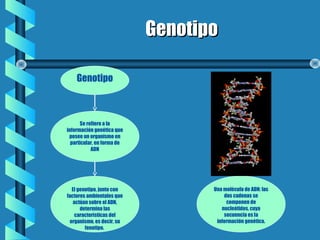 GenotipoGenotipo
Genotipo
Se refiere a la
información genética que
posee un organismo en
particular, en forma de
ADN
Una molécula de ADN: las
dos cadenas se
componen de
nucleótidos, cuya
secuencia es la
información genética.
El genotipo, junto con
factores ambientales que
actúan sobre el ADN,
determina las
características del
organismo, es decir, su
fenotipo.
 