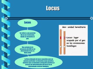 LocusLocus
Locus
Se refiere a una posición
fija en un cromosoma,
donde se encuentra el
gen.
Una variante de la
secuencia del ADN en un
determinado locus se
llama alelo
La lista ordenada de locus conocidos para un
genoma particular se denomina mapa genético,
mientras que se denomina cartografía genética al
proceso de determinación del locus de un
determinado carácter biológico.
 