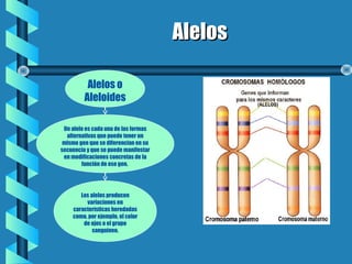 AlelosAlelos
Alelos o
Aleloides
Un alelo es cada una de las formas
alternativas que puede tener un
mismo gen que se diferencian en su
secuencia y que se puede manifestar
en modificaciones concretas de la
función de ese gen.
Los alelos producen
variaciones en
características heredadas
como, por ejemplo, el color
de ojos o el grupo
sanguíneo.
 