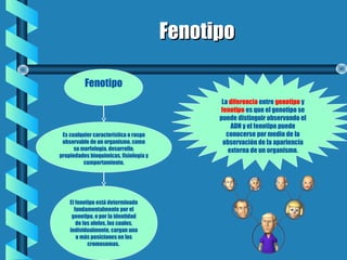 FenotipoFenotipo
Fenotipo
Es cualquier característica o rasgo
observable de un organismo, como
su morfología, desarrollo,
propiedades bioquímicas, fisiología y
comportamiento.
El fenotipo está determinado
fundamentalmente por el
genotipo, o por la identidad
de los alelos, los cuales,
individualmente, cargan una
o más posiciones en los
cromosomas.
La diferencia entre genotipo y
fenotipo es que el genotipo se
puede distinguir observando el
ADN y el fenotipo puede
conocerse por medio de la
observación de la apariencia
externa de un organismo.
 