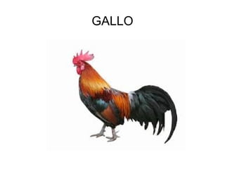 GALLO
 