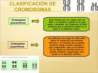 CLASIFICACIÓN DE
CROMOSOMAS
Cromosomas
procarióticos
Está formado por una cadena única de
DNA y se encuentra situado en la zona
media o nucleoide, son filamentos de DNA
circulares que se encuentran unidos en un
punto a la membrana celular,
Cromosomas
eucarióticos
son moléculas muy largas de ADN doble
hélice en interacción con proteínas
(histonas y no histonas) que se pueden
encontrar desde estados relajados o
poco compactados como en los núcleos
de las células en interfase hasta en
estados altamente compactados como
sucede en la metafase mitótica.
 
