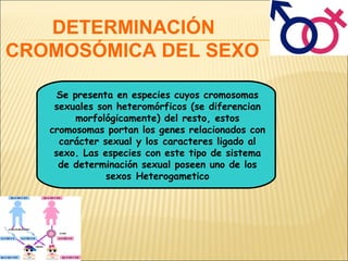 DETERMINACIÓN
CROMOSÓMICA DEL SEXO
Se presenta en especies cuyos cromosomas
sexuales son heteromórficos (se diferencian
morfológicamente) del resto, estos
cromosomas portan los genes relacionados con
carácter sexual y los caracteres ligado al
sexo. Las especies con este tipo de sistema
de determinación sexual poseen uno de los
sexos Heterogametico
 