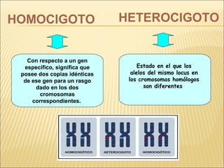 HOMOCIGOTO HETEROCIGOTO
Con respecto a un gen
específico, significa que
posee dos copias idénticas
de ese gen para un rasgo
dado en los dos
cromosomas
correspondientes.
Estado en el que los
alelos del mismo locus en
los cromosomas homólogos
son diferentes
 