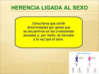 HERENCIA LIGADA AL SEXO
Caracteres que están
determinados por genes que
se encuentran en los cromosomas
sexuales y, por tanto, se heredan
a la vez que el sexo
 
