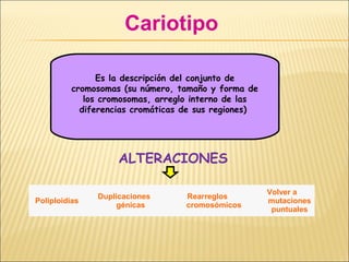 Cariotipo
Es la descripción del conjunto de
cromosomas (su número, tamaño y forma de
los cromosomas, arreglo interno de las
diferencias cromáticas de sus regiones)
Poliploidias
Duplicaciones
génicas
Rearreglos
cromosómicos
Volver a
mutaciones
puntuales
ALTERACIONES
 