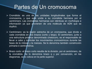 Partes de Un cromosoma 
 Cromátida: es una de las unidades longitudinales que forma el 
cromosoma, y que está unida a su cromátida hermana por el 
centrómero. Las cromátidas hermanas son idénticas en morfología e 
información ya que provienen de una molécula de ADN que se 
duplicó. 
 Centrómero: es la región estrecha de un cromosoma, que divide a 
cada cromátida en dos brazos (corto y largo). El centrómero, junto a 
una estructura proteica denominada cinetocoro, es el responsable de 
llevar a cabo y controlar los movimientos cromosómicos durante las 
fases de la mitosis y la meiosis. Se lo denomina también constricción 
primaria ó centromérica. 
 Brazo corto: el brazo corto resulta de la división, por el centrómero, de 
la cromátida. Se lo denomina brazo q y por convención, en los 
diagramas, se lo coloca en la parte superior. 
 
