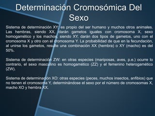 Determinación Cromosómica Del 
Sexo 
Sistema de determinación XY: es propio del ser humano y muchos otros animales. 
Las hembras, siendo XX, darán gametos iguales con cromosoma X, sexo 
homogamético y los machos, siendo XY, darán dos tipos de gametos, uno con el 
cromosoma X y otro con el cromosoma Y. La probabilidad de que en la fecundación, 
al unirse los gametos, resulte una combinación XX (hembra) o XY (macho) es del 
50%. 
Sistema de determinación ZW: en otras especies (mariposas, aves, p.e.) ocurre lo 
contrario, el sexo masculino es homogamético (ZZ) y el femenino heterogamético 
(ZW). 
Sistema de determinación XO: otras especies (peces, muchos insectos, anfibios) que 
no tienen el cromosoma Y, determinándose el sexo por el número de cromosomas X, 
macho XO y hembra XX. 
 