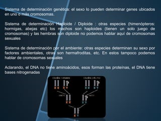 Sistema de determinación genética: el sexo lo pueden determinar genes ubicados 
en uno o más cromosomas. 
Sistema de determinación Haploide / Diploide : otras especies (himenópteros: 
hormigas, abejas etc) los machos son haploides (tienen un solo juego de 
cromosomas) y las hembras son diploide no podemos hablar aquí de cromosomas 
sexuales 
Sistema de determinación por el ambiente: otras especies determinan su sexo por 
factores ambientales, otras son hermafroditas, etc. En estos tampoco podemos 
hablar de cromosomas sexuales 
Aclarando, el DNA no tiene aminoácidos, esos forman las proteínas, el DNA tiene 
bases nitrogenadas 
 