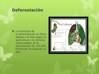 Deforestación
La amenaza de
la deforestación en Perú,
debido a la tala ilegal, la
agricultura y la minería,
responsables de la
depredación de 150,000
hectáreas de bosques al
año.