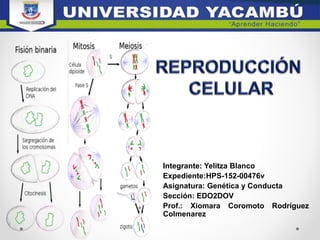 Integrante: Yelitza Blanco
Expediente:HPS-152-00476v
Asignatura: Genética y Conducta
Sección: EDO2DOV
Prof.: Xiomara Coromoto Rodríguez
Colmenarez
 