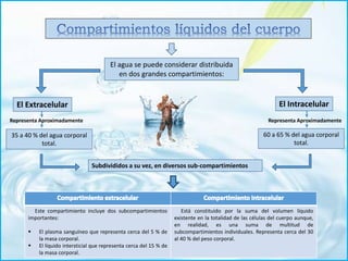 El agua se puede considerar distribuida
en dos grandes compartimientos:
El Extracelular El Intracelular
Representa Aproximadamente
35 a 40 % del agua corporal
total.
60 a 65 % del agua corporal
total.
Representa Aproximadamente
Subdivididos a su vez, en diversos sub-compartimientos
Este compartimiento incluye dos subcompartimientos
importantes:
 El plasma sanguíneo que representa cerca del 5 % de
la masa corporal.
 El líquido intersticial que representa cerca del 15 % de
la masa corporal.
Está constituido por la suma del volumen líquido
existente en la totalidad de las células del cuerpo aunque,
en realidad, es una suma de multitud de
subcompartimientos individuales. Representa cerca del 30
al 40 % del peso corporal.
 