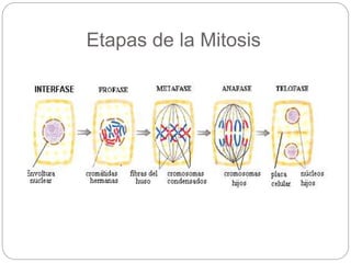 Etapas de la Mitosis
 