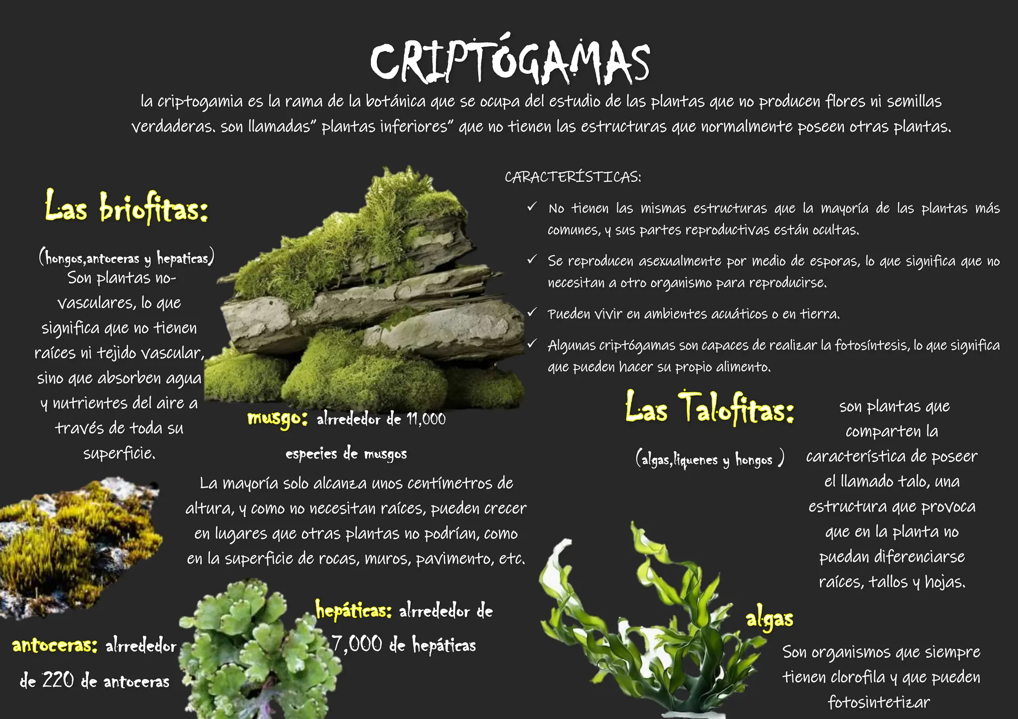 Diversidad de criptogamas, infografia 34 | PDF