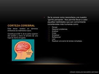 • Se la conoce como neocorteza y es nuestro
“gorrito pensante”. Nos permite llevar a cabo
aquellas habilidades que son comúnmente
consideradas más humanas como:
• Pensar
• Resolver problemas
• Analizar
• Crear
• Sintetizar
• Reflexionar
• Leer
• Realizar una serie de tareas complejas.
CORTEZA CEREBRAL
Este tercer cerebro en términos
evolutivos es realmente nuevo.
Constituye el 80 % de la parte superior
del cerebro y tiene el tamaño de una
hoja de diario arrugada.
CÉSAR OSWALDO NAVARRO ANTONIO
 