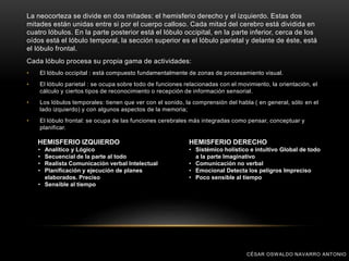 La neocorteza se divide en dos mitades: el hemisferio derecho y el izquierdo. Estas dos
mitades están unidas entre si por el cuerpo calloso. Cada mitad del cerebro está dividida en
cuatro lóbulos. En la parte posterior está el lóbulo occipital, en la parte inferior, cerca de los
oídos está el lóbulo temporal, la sección superior es el lóbulo parietal y delante de éste, está
el lóbulo frontal.
Cada lóbulo procesa su propia gama de actividades:
• El lóbulo occipital : está compuesto fundamentalmente de zonas de procesamiento visual.
• El lóbulo parietal : se ocupa sobre todo de funciones relacionadas con el movimiento, la orientación, el
cálculo y ciertos tipos de reconocimiento o recepción de información sensorial.
• Los lóbulos temporales: tienen que ver con el sonido, la comprensión del habla ( en general, sólo en el
lado izquierdo) y con algunos aspectos de la memoria;
• El lóbulo frontal: se ocupa de las funciones cerebrales más integradas como pensar, conceptuar y
planificar.
HEMISFERIO IZQUIERDO
• Analítico y Lógico
• Secuencial de la parte al todo
• Realista Comunicación verbal Intelectual
• Planificación y ejecución de planes
elaborados. Preciso
• Sensible al tiempo
HEMISFERIO DERECHO
• Sistémico holístico e intuitivo Global de todo
a la parte Imaginativo
• Comunicación no verbal
• Emocional Detecta los peligros Impreciso
• Poco sensible al tiempo
CÉSAR OSWALDO NAVARRO ANTONIO
 