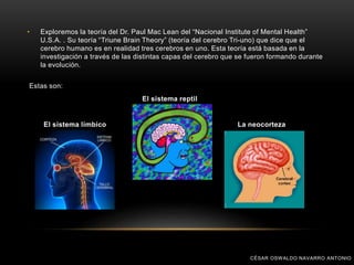 • Exploremos la teoría del Dr. Paul Mac Lean del “Nacional Institute of Mental Health”
U.S.A. . Su teoría “Triune Brain Theory” (teoría del cerebro Tri-uno) que dice que el
cerebro humano es en realidad tres cerebros en uno. Esta teoría está basada en la
investigación a través de las distintas capas del cerebro que se fueron formando durante
la evolución.
Estas son:
El sistema reptil
El sistema límbico La neocorteza
CÉSAR OSWALDO NAVARRO ANTONIO
 