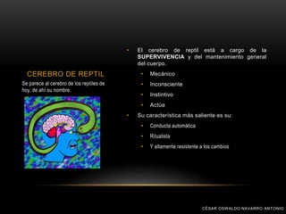 • El cerebro de reptil está a cargo de la
SUPERVIVENCIA y del mantenimiento general
del cuerpo.
• Mecánico
• Inconsciente
• Instintivo
• Actúa
• Su característica más saliente es su:
• Conducta automática
• Ritualista
• Y altamente resistente a los cambios
CEREBRO DE REPTIL
Se parece al cerebro de los reptiles de
hoy, de ahí su nombre.
CÉSAR OSWALDO NAVARRO ANTONIO
 