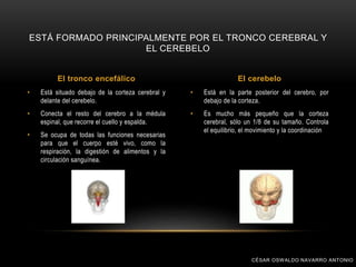 • Está en la parte posterior del cerebro, por
debajo de la corteza.
• Es mucho más pequeño que la corteza
cerebral, sólo un 1/8 de su tamaño. Controla
el equilibrio, el movimiento y la coordinación
• Está situado debajo de la corteza cerebral y
delante del cerebelo.
• Conecta el resto del cerebro a la médula
espinal, que recorre el cuello y espalda.
• Se ocupa de todas las funciones necesarias
para que el cuerpo esté vivo, como la
respiración, la digestión de alimentos y la
circulación sanguínea.
ESTÁ FORMADO PRINCIPALMENTE POR EL TRONCO CEREBRAL Y
EL CEREBELO
El tronco encefálico El cerebelo
CÉSAR OSWALDO NAVARRO ANTONIO
 