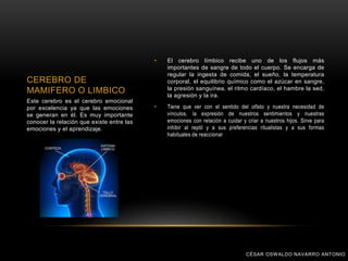 • El cerebro límbico recibe uno de los flujos más
importantes de sangre de todo el cuerpo. Se encarga de
regular la ingesta de comida, el sueño, la temperatura
corporal, el equilibrio químico como el azúcar en sangre,
la presión sanguínea, el ritmo cardíaco, el hambre la sed,
la agresión y la ira.
• Tiene que ver con el sentido del olfato y nuestra necesidad de
vínculos, la expresión de nuestros sentimientos y nuestras
emociones con relación a cuidar y criar a nuestros hijos. Sirve para
inhibir al reptil y a sus preferencias ritualistas y a sus formas
habituales de reaccionar
CEREBRO DE
MAMIFERO O LIMBICO
Este cerebro es el cerebro emocional
por excelencia ya que las emociones
se generan en él. Es muy importante
conocer la relación que existe entre las
emociones y el aprendizaje.
CÉSAR OSWALDO NAVARRO ANTONIO
 
