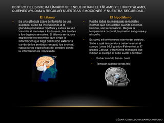 • Es una glándula clave del tamaño de una
avellana, quien da instrucciones a la
glándula pituitaria o hipófisis y esta a su vez
trasmite el mensaje a los huesos, las tiroides
y los órganos sexuales. El tálamo sería, una
especie de retransmisor que dirige la
información que llega del mundo exterior a
través de los sentidos (excepto los aromas)
hacia partes específicas del cerebro donde
la información es procesada.
DENTRO DEL SISTEMA LÍMBICO SE ENCUENTRAN EL TÁLAMO Y EL HIPOTÁLAMO,
QUIENES AYUDAN A REGULAR NUESTRAS EMOCIONES Y NUESTRA SEGURIDAD.
El tálamo El hipotálamo
• Recibe todos los mensajes sensoriales
internos que nos alertan cuando sentimos
hambre, sed o cansancio. Regula la
temperatura corporal, la presión sanguínea y
el sueño.
• Es como el termómetro interno del cerebro.
Sabe a qué temperatura debería estar el
cuerpo (unos 98,6 grados Fahrenheit o 37
grados Celsius) y transmite mensajes que
indican al cuerpo si debe sudar o temblar.
• Sudar cuando tienes calor
• Temblar cuando tienes frío
CÉSAR OSWALDO NAVARRO ANTONIO
 