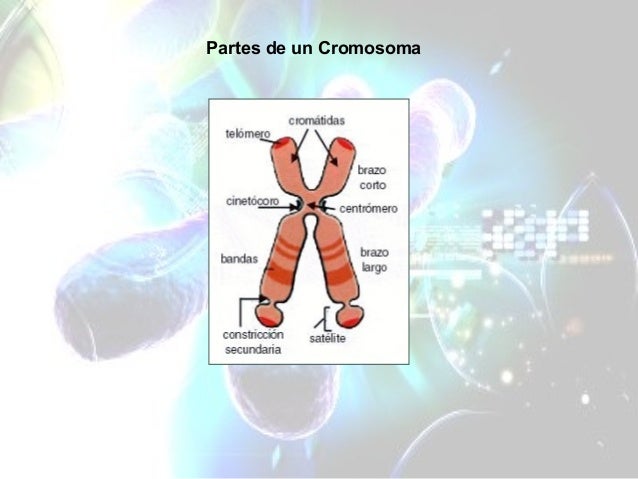 Los Cromosomas