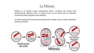 LaMitosis.
Mitosis es la división celular propiamente dicha, y produce dos células hijas
genéticamente idénticas entre sí. Puede ocurrir en las células de los individuos
eucariontes tanto haploides como diploides.
La mitosis propiamente dicha está compuesta de 4 etapas o fases: Profase, Metafase,
Anafase y Telofase.
 