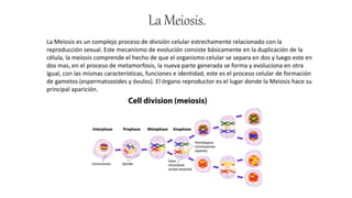 LaMeiosis.
La Meiosis es un complejo proceso de división celular estrechamente relacionado con la
reproducción sexual. Este mecanismo de evolución consiste básicamente en la duplicación de la
célula, la meiosis comprende el hecho de que el organismo celular se separa en dos y luego este en
dos mas, en el proceso de metamorfosis, la nueva parte generada se forma y evoluciona en otra
igual, con las mismas características, funciones e identidad, este es el proceso celular de formación
de gametos (espermatozoides y óvulos). El órgano reproductor es el lugar donde la Meiosis hace su
principal aparición.
 
