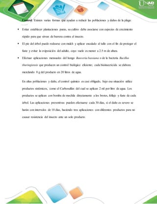Control. Existen varias formas que ayudan a reducir las poblaciones y daños de la plaga:
 Evitar establecer plantaciones puras, su cultivo debe asociarse con especies de crecimiento
rápido para que sirvan de barrera contra el insecto.
 El pie del árbol puede rodearse con mulch y aplicar encalado al tallo con el fin de proteger el
fuste y evitar la oviposición del adulto, cuyo vuelo es menor a 2.5 m de altura.
 Efectuar aplicaciones mensuales del hongo Bauveria bassiana o de la bacteria Bacillus
thuringiensis que producen un control biológico eficiente; cada bioinsecticida se elabora
mezclando 8 g del producto en 20 litros de agua.
En altas poblaciones y daño, el control químico es casi obligado, bajo esa situación utilice
productos sistémicos, como el Carbosulfan del cual se aplican 2 ml por litro de agua. Los
productos se aplican con bomba de mochila directamente a los brotes, follaje y fuste de cada
árbol. Las aplicaciones preventivas pueden efectuarse cada 30 días, si el daño es severo se
harán con intervalos de 10 días, haciendo tres aplicaciones con diferentes productos para no
causar resistencia del insecto ante un solo producto.
 