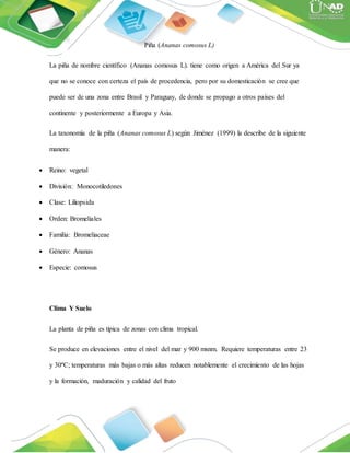 Piña (Ananas comosus L)
La piña de nombre científico (Ananas comosus L). tiene como origen a América del Sur ya
que no se conoce con certeza el país de procedencia, pero por su domesticación se cree que
puede ser de una zona entre Brasil y Paraguay, de donde se propago a otros países del
continente y posteriormente a Europa y Asia.
La taxonomía de la piña (Ananas comosus L) según Jiménez (1999) la describe de la siguiente
manera:
 Reino: vegetal
 División: Monocotiledones
 Clase: Liliopsida
 Orden: Bromeliales
 Familia: Bromeliaceae
 Género: Ananas
 Especie: comosus
Clima Y Suelo
La planta de piña es típica de zonas con clima tropical.
Se produce en elevaciones entre el nivel del mar y 900 msnm. Requiere temperaturas entre 23
y 30ºC; temperaturas más bajas o más altas reducen notablemente el crecimiento de las hojas
y la formación, maduración y calidad del fruto
 