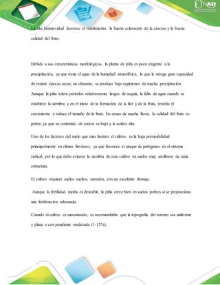 La alta luminosidad favorece el rendimiento, la buena coloración de la cáscara y la buena
calidad del fruto.
Debido a sus características morfológicas, la planta de piña es poco exigente a la
precipitación, ya que toma el agua de la humedad atmosférica, lo que le otorga gran capacidad
de resistir épocas secas; no obstante, se produce bajo regímenes de mucha precipitación.
Aunque la piña tolera períodos relativamente largos de sequía, la falta de agua cuando se
establece la siembra y en el inicio de la formación de la flor y de la fruta, retarda el
crecimiento y reduce el tamaño de la fruta. En zonas de mucha lluvia, la calidad del fruto es
pobre, ya que su contenido de azúcar es bajo y la acidez alta.
Uno de los factores del suelo que más limitan el cultivo, es la baja permeabilidad
principalmente en climas lluviosos, ya que favorece el ataque de patógenos en el sistema
radical, por lo que debe evitarse la siembra de este cultivo en suelos muy arcillosos de mala
estructura.
El cultivo requiere suelos sueltos, aireados, con un excelente drenaje.
Aunque la fertilidad media es deseable, la piña crece bien en suelos pobres si se proporciona
una fertilización adecuada.
Cuando el cultivo es mecanizado, es recomendable que la topografía del terreno sea uniforme
y plana o con pendiente moderada (1-15%).
 