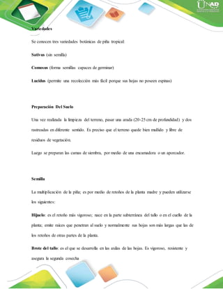 Variedades
Se conocen tres variedades botánicas de piña tropical:
Sativus (sin semilla)
Comosus (forma semillas capaces de germinar)
Lucidus (permite una recolección más fácil porque sus hojas no poseen espinas)
Preparación Del Suelo
Una vez realizada la limpieza del terreno, pasar una arada (20-25 cm de profundidad) y dos
rastreadas en diferente sentido. Es preciso que el terreno quede bien mullido y libre de
residuos de vegetación.
Luego se preparan las camas de siembra, por medio de una encamadora o un aporcador.
Semilla
La multiplicación de la piña; es por medio de retoños de la planta madre y pueden utilizarse
los siguientes:
Hijuelo: es el retoño más vigoroso; nace en la parte subterránea del tallo o en el cuello de la
planta; emite raíces que penetran al suelo y normalmente sus hojas son más largas que las de
los retoños de otras partes de la planta.
Brote del tallo: es el que se desarrolla en las axilas de las hojas. Es vigoroso, resistente y
asegura la segunda cosecha
 