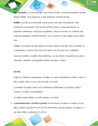 Hijo intermedio: es el brote que nace entre el brote de tallo y el brote del pedúnculo del fruto,
llamado bulbillo. En la práctica no es fácil distinguirlo del brote del tallo.
Bulbillo: es el hijo que se desarrolla a partir de una yema axilar del pedúnculo. Debe
recolectarse en el momento de la cosecha del fruto porque si se deja para después, su
desarrollo se interrumpe al desecarse al pedúnculo y luego cae al suelo. Es el material más
usado para propagar la variedad Montelirio, pues se produce en más cantidad que los demás
tipos.
Corona: es el penacho de hojas ubicado en la parte superior de la fruta. Para ser utilizada en
la propagación, es preciso que la base de la misma esté seca, para evitar su pudrición.
Antes de la siembra, la semilla debe desinfectarse con una solución de productos con acción
insecticida y fungicida, sumergiéndola durante tres minutos mínimo.
Siembra
Según las condiciones predominantes del lugar, en cuanto a precipitación, drenaje y suelos, la
piña se puede cultivar ya sea a nivel del suelo o en camas.
La densidad de siembra puede ser de 30.000 hasta 70.000 plantas por hectárea según la
variedad y el objetivo de la plantación.
La siembra puede realizarse en varios sistemas de siembra:
 el sistema hawaiano o de hileras gemelas: en este sistema, las plantas se siembran en dos
hileras gemelas separadas 50 o 60 cm y 80 o 90 cm entre cada par de hileras; las plantas en
una misma hilera se distancian 25 o 30 cm
 