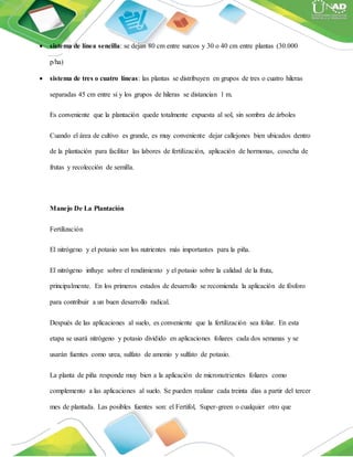  sistema de línea sencilla: se dejan 80 cm entre surcos y 30 o 40 cm entre plantas (30.000
p/ha)
 sistema de tres o cuatro líneas: las plantas se distribuyen en grupos de tres o cuatro hileras
separadas 45 cm entre sí y los grupos de hileras se distancian 1 m.
Es conveniente que la plantación quede totalmente expuesta al sol, sin sombra de árboles
Cuando el área de cultivo es grande, es muy conveniente dejar callejones bien ubicados dentro
de la plantación para facilitar las labores de fertilización, aplicación de hormonas, cosecha de
frutas y recolección de semilla.
Manejo De La Plantación
Fertilización
El nitrógeno y el potasio son los nutrientes más importantes para la piña.
El nitrógeno influye sobre el rendimiento y el potasio sobre la calidad de la fruta,
principalmente. En los primeros estados de desarrollo se recomienda la aplicación de fósforo
para contribuir a un buen desarrollo radical.
Después de las aplicaciones al suelo, es conveniente que la fertilización sea foliar. En esta
etapa se usará nitrógeno y potasio dividido en aplicaciones foliares cada dos semanas y se
usarán fuentes como urea, sulfato de amonio y sulfato de potasio.
La planta de piña responde muy bien a la aplicación de micronutrientes foliares como
complemento a las aplicaciones al suelo. Se pueden realizar cada treinta días a partir del tercer
mes de plantada. Las posibles fuentes son: el Fertifol, Super-green o cualquier otro que
 