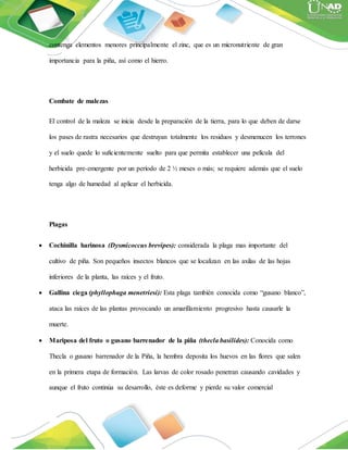 contenga elementos menores principalmente el zinc, que es un micronutriente de gran
importancia para la piña, así como el hierro.
Combate de malezas
El control de la maleza se inicia desde la preparación de la tierra, para lo que deben de darse
los pases de rastra necesarios que destruyan totalmente los residuos y desmenucen los terrones
y el suelo quede lo suficientemente suelto para que permita establecer una película del
herbicida pre-emergente por un período de 2 ½ meses o más; se requiere además que el suelo
tenga algo de humedad al aplicar el herbicida.
Plagas
 Cochinilla harinosa (Dysmicoccus brevipes): considerada la plaga mas importante del
cultivo de piña. Son pequeños insectos blancos que se localizan en las axilas de las hojas
inferiores de la planta, las raíces y el fruto.
 Gallina ciega (phyllophaga menetriesi): Esta plaga también conocida como “gusano blanco”,
ataca las raíces de las plantas provocando un amarillamiento progresivo hasta causarle la
muerte.
 Mariposa del fruto o gusano barrenador de la piña (thecla basilides): Conocida como
Thecla o gusano barrenador de la Piña, la hembra deposita los huevos en las flores que salen
en la primera etapa de formación. Las larvas de color rosado penetran causando cavidades y
aunque el fruto continúa su desarrollo, éste es deforme y pierde su valor comercial
 