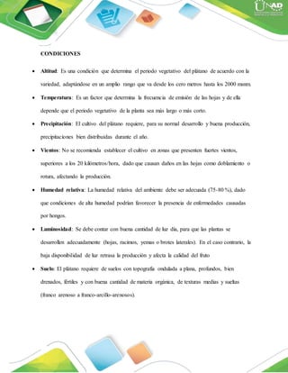 CONDICIONES
 Altitud: Es una condición que determina el periodo vegetativo del plátano de acuerdo con la
variedad, adaptándose en un amplio rango que va desde los cero metros hasta los 2000 msnm.
 Temperatura: Es un factor que determina la frecuencia de emisión de las hojas y de ella
depende que el periodo vegetativo de la planta sea más largo o más corto.
 Precipitación: El cultivo del plátano requiere, para su normal desarrollo y buena producción,
precipitaciones bien distribuidas durante el año.
 Vientos: No se recomienda establecer el cultivo en zonas que presenten fuertes vientos,
superiores a los 20 kilómetros/hora, dado que causan daños en las hojas como doblamiento o
rotura, afectando la producción.
 Humedad relativa: La humedad relativa del ambiente debe ser adecuada (75-80 %), dado
que condiciones de alta humedad podrían favorecer la presencia de enfermedades causadas
por hongos.
 Luminosidad: Se debe contar con buena cantidad de luz día, para que las plantas se
desarrollen adecuadamente (hojas, racimos, yemas o brotes laterales). En el caso contrario, la
baja disponibilidad de luz retrasa la producción y afecta la calidad del fruto
 Suelo: El plátano requiere de suelos con topografía ondulada a plana, profundos, bien
drenados, fértiles y con buena cantidad de materia orgánica, de texturas medias y sueltas
(franco arenoso a franco-arcillo-arenosos).
 
