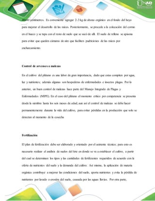 40x40 centímetros. Es conveniente agregar 2-3 kg de abono orgánico en el fondo del hoyo
para mejorar el desarrollo de las raíces. Posteriormente, se procede a la colocación del cormo
en el hueco y se tapa con el resto de suelo que se sacó de allí. El suelo de relleno se apisona
para evitar que queden cámaras de aire que faciliten pudriciones de las raíces por
encharcamiento.
Control de arvenses o malezas
En el cultivo del plátano es una labor de gran importancia, dado que estas compiten por agua,
luz y nutrientes; además algunas son hospederas de enfermedades e insectos plagas. Por lo
anterior, un buen control de malezas hace parte del Manejo Integrado de Plagas y
Enfermedades (MIPE). En el caso del plátano el momento crítico por competencia se presenta
desde la siembra hasta los seis meses de edad; aun así el control de malezas se debe hacer
permanentemente durante la vida del cultivo, para evitar pérdidas en la producción que solo se
detectan al momento de la cosecha
Fertilización
El plan de fertilización debe ser elaborado y orientado por el asistente técnico; para esto es
necesario realizar el análisis de suelos del lote en donde se va a establecer el cultivo, a partir
del cual se determinan los tipos y las cantidades de fertilizantes requeridos de acuerdo con la
oferta de nutrientes del suelo y la demanda del cultivo. Así mismo, la aplicación de materia
orgánica contribuye a mejorar las condiciones del suelo, aporta nutrientes y evita la pérdida de
nutrientes por lavado o erosión del suelo, causada por las aguas lluvias. Por otra parte,
 